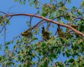 Three birds standing on branches Royalty Free Stock Photo