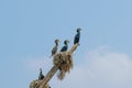 Birds standing on the dead tree on same position, India Royalty Free Stock Photo