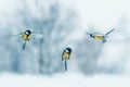 Three birds little Tits fly in winter new year garden during snowfall spreading their wings Royalty Free Stock Photo