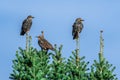 Three birds on treetops against a blue sky. Royalty Free Stock Photo