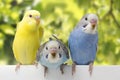 Three birds are on a white background Royalty Free Stock Photo