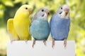 Three birds are on a white background Royalty Free Stock Photo