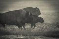 Three bison walking in fog. Royalty Free Stock Photo