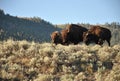 Bisons, Yellowstone National Park, Wyoming. Royalty Free Stock Photo