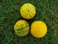 Three bitter melon on the green grass Royalty Free Stock Photo