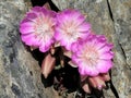 Three Bitterroot Flowers in a Crevice Royalty Free Stock Photo