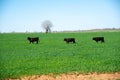 Three black Angus cattle cows walking on large green grass field free range ranching horizontal line, rural North Texas area,