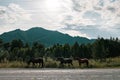 Three arabian horse without a saddle on his back bowed his head and eats green grass in the forest near forest