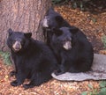Three Black Bear cubs huddle together for safety