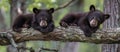 Three Black Bears Sitting on Tree Branch Royalty Free Stock Photo