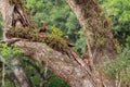 Three Black Bellied Ducks that Seem to be Curious of What I am Doing Royalty Free Stock Photo