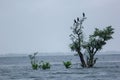 Three black birds sitting on flooded trees in Tanguar Haor (Lake), Sunamganj, Bangladesh Royalty Free Stock Photo