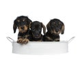 Three black with brown adorable wirehair mini Dachshund dog puppies, Isolated on white background Royalty Free Stock Photo