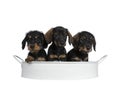 Three black with brown adorable wirehair mini Dachshund dog puppies, Isolated on white background Royalty Free Stock Photo