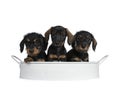 Three black with brown adorable wirehair mini Dachshund dog puppies, Isolated on white background