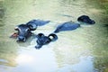 Three black buffalo swimming