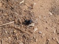 Three black bugs mating Royalty Free Stock Photo