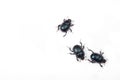 Three black bugs on white background Royalty Free Stock Photo