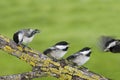 Three Black-capped Chickadees with mouths open waiting to be fed.