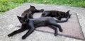 Three black cats laying on some metal cover, just chilling around. Street cats.