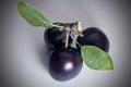 Three Black Cherry Plums Royalty Free Stock Photo