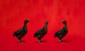 Three Black Chicken stands on the row in front of red cloth background Royalty Free Stock Photo