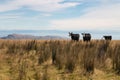 Three black cows