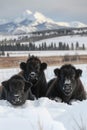 Three black cows are laying in the snow with mountains behind them, AI Royalty Free Stock Photo