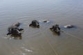 Three black cows on a leash in water Royalty Free Stock Photo