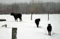 Three black cows walking in snow.