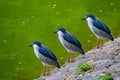 Three black crowned night herons at the green pond Royalty Free Stock Photo