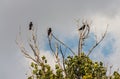 Three black crows on a branch Royalty Free Stock Photo