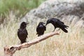 Three black crows on a dry branch Royalty Free Stock Photo