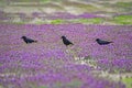 Three black Crows feed in purple wildflowers. Royalty Free Stock Photo