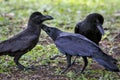 Three of black feather crow on grass field Royalty Free Stock Photo