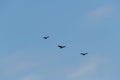 Three black feathered vultures soaring Royalty Free Stock Photo