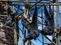 Three black  Gibbons hanging from a bamboo frame against a blue cloudy sky Royalty Free Stock Photo