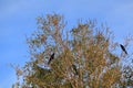 Great-tailed Grackles in a Crown of Tree Royalty Free Stock Photo
