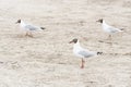 Three black-headed gulls, Chroicocephalus ridibundus, standing on the beach