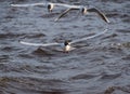 Three black-headed gulls in the flight over the water Royalty Free Stock Photo