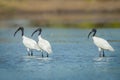 Three Black-headed ibis(Threskiornis melanocephalus)