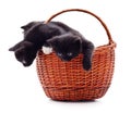 Three black kittens in a basket Royalty Free Stock Photo