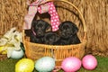 Easter Basket full of puppies Royalty Free Stock Photo