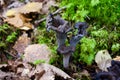 Black mushrooms growing in the forest Royalty Free Stock Photo