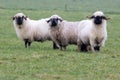 Three black nose sheep, Walliser schwarznase. Royalty Free Stock Photo