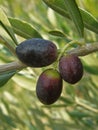 Three black olives on the branch