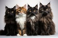 Group of four maine coon cats