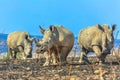 Three black rhinos Royalty Free Stock Photo