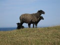 Three black sheep, one ewe and three lambs, on a hill with the sea in the background.