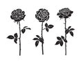 Three black silhouettes of rose flowers with leaves and stems. Vector illustration isolated on white background. Royalty Free Stock Photo